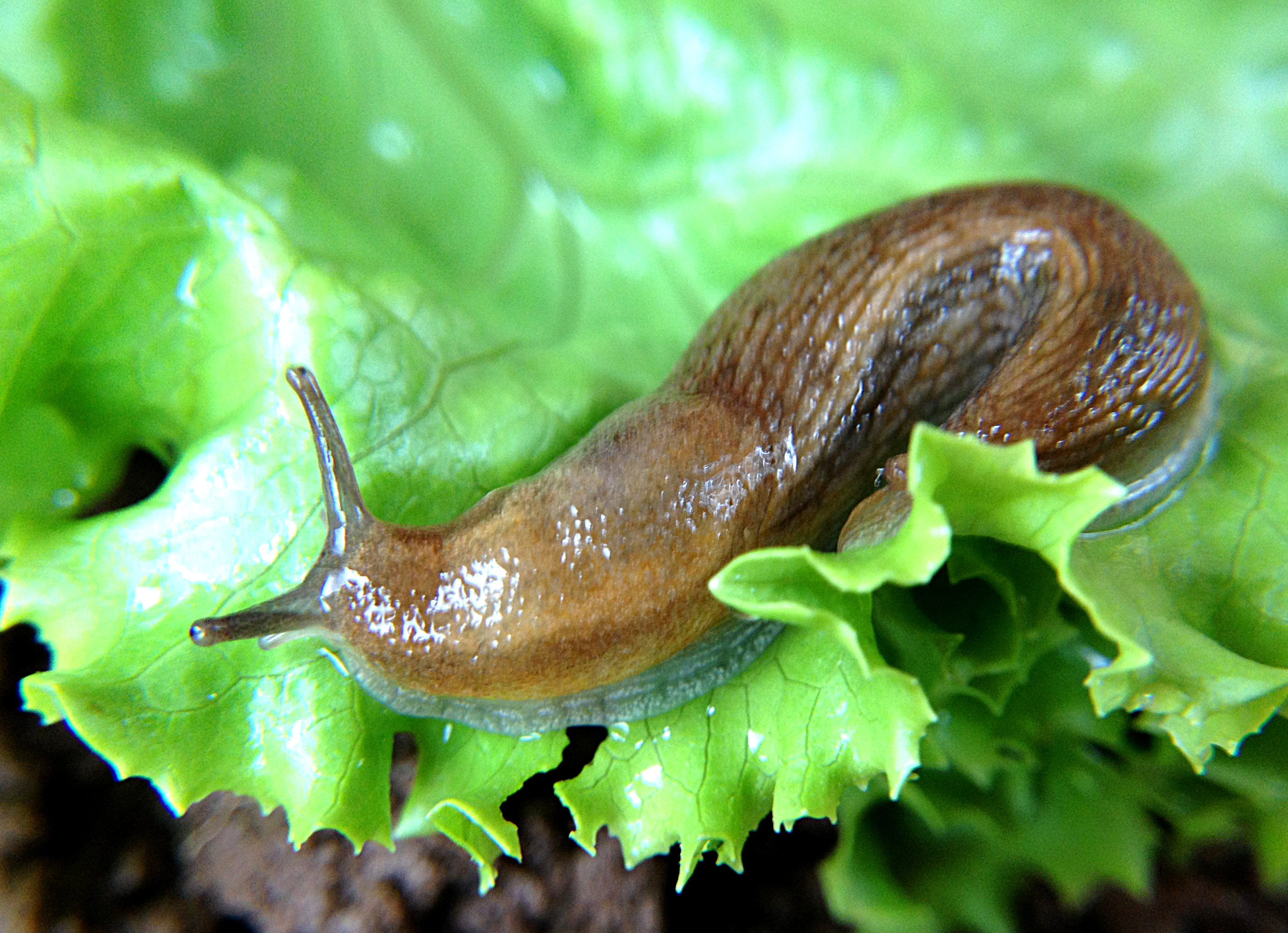 Slugs & Snails on Potatoes