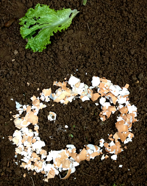 Will Crushed Eggshells Keep Slugs Out?