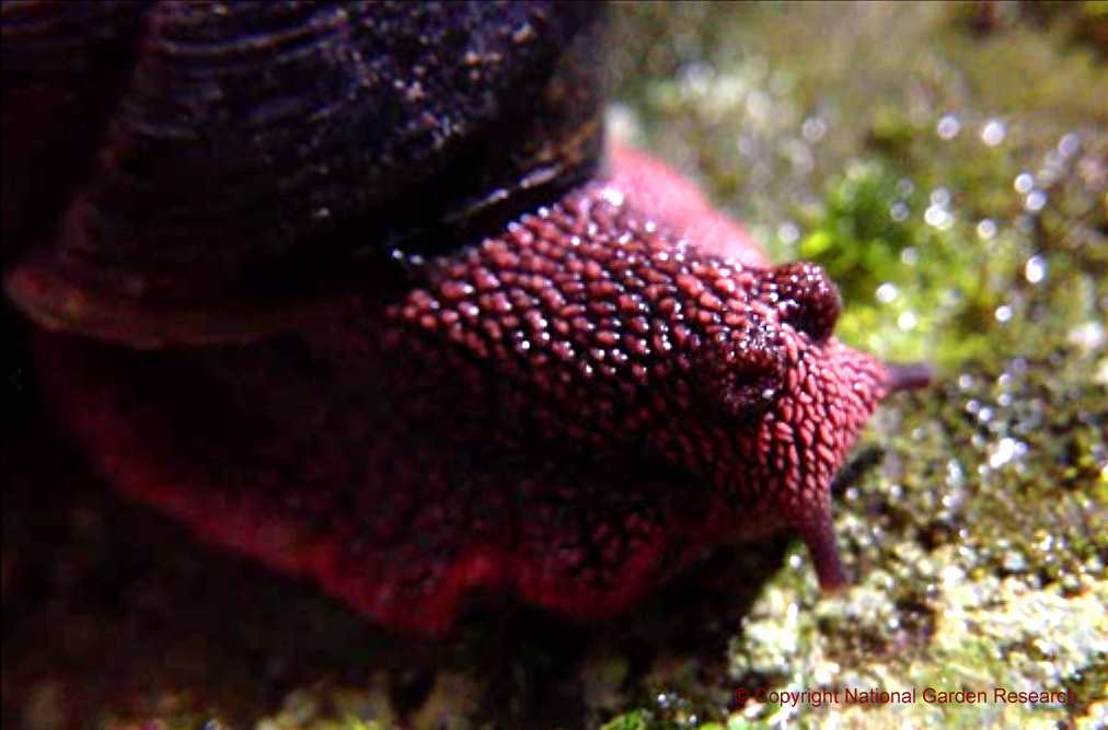 Slug and Snail Anatomy