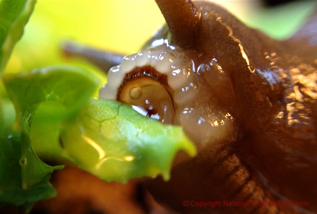 Slug and Snail Anatomy