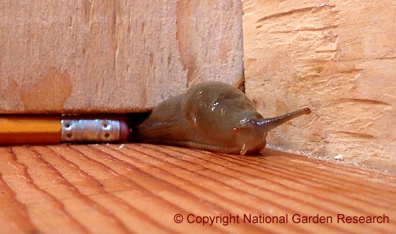 Get Rid Of Slugs In The House