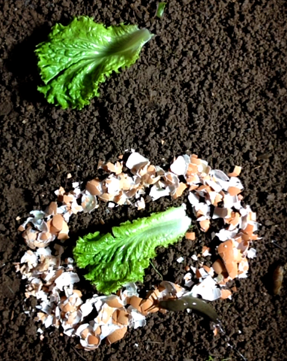 Experiment 1 Photo 1