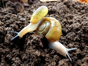 Two snails left and right small