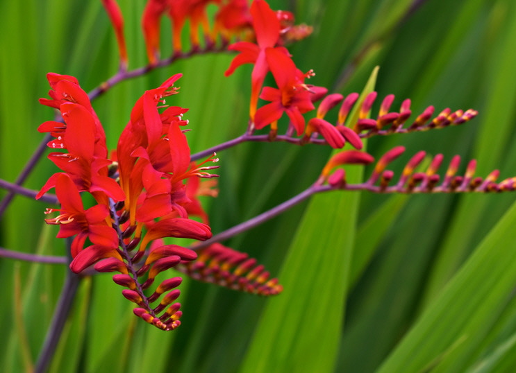 crocosmia