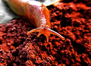 first slug on Mars_edited-1