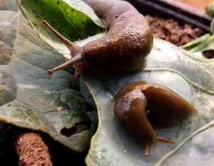 My vestigial boyfriend