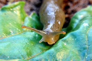 Brown slug on leaf