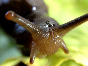 Closeup slug face