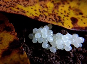 Slug eggs under leaves