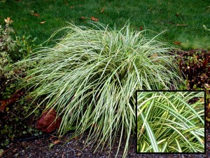 Ornamental Grass with closeup