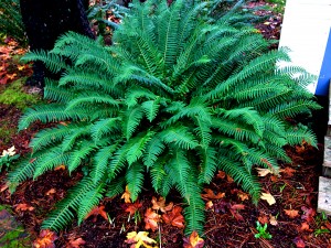 Sword fern