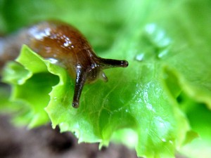 small slug overlooking lettuce
