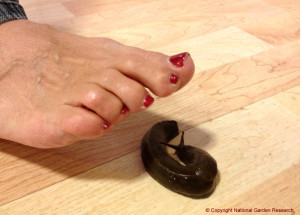 Foot by slug in kitchen